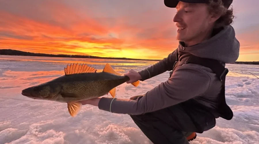 Sunset Walleye