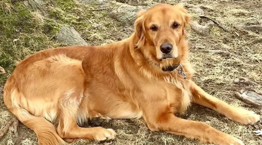 dex-1 Canine Longevity