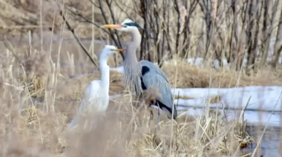 White Egret And Heron