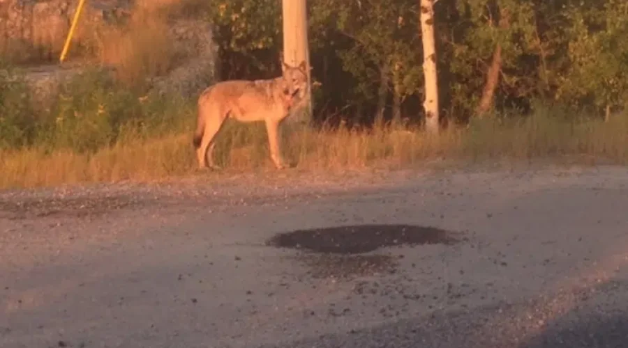Wolf sightings reported in Sioux Lookout