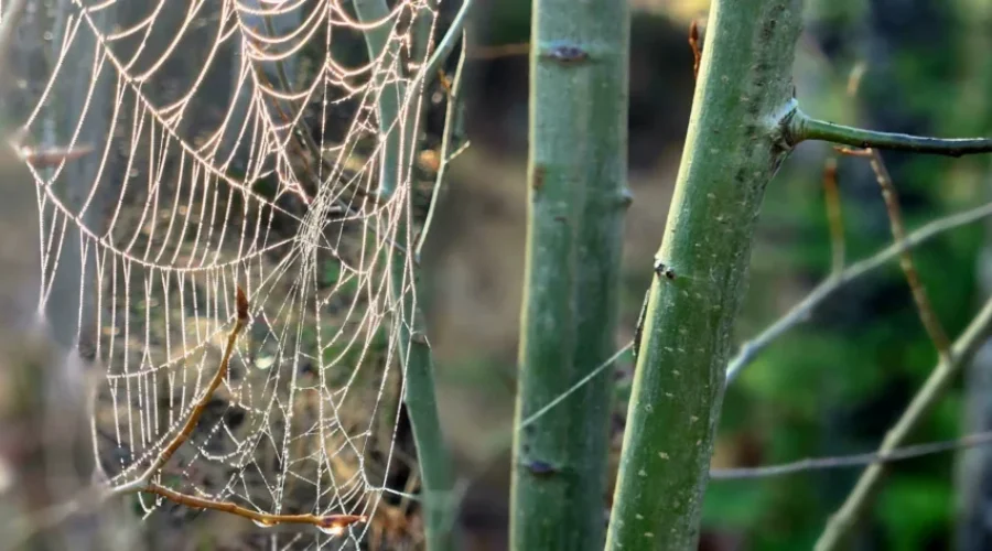 a-spiderweb-covered-in-dew-sparkling-in-the-early-morning-sun-on-the-banks-of-the-black-sturgeon-in-kenora-picture-by-vanessa-devion-scaled-1 Nature’s Magical Beauty