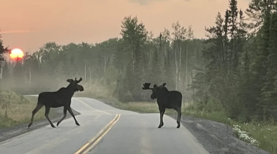 highway-traffic-highway-618-between-madsen-and-red-lake-monday-morning-photo-by-suzette-foster-scaled-1 Highway Traffic