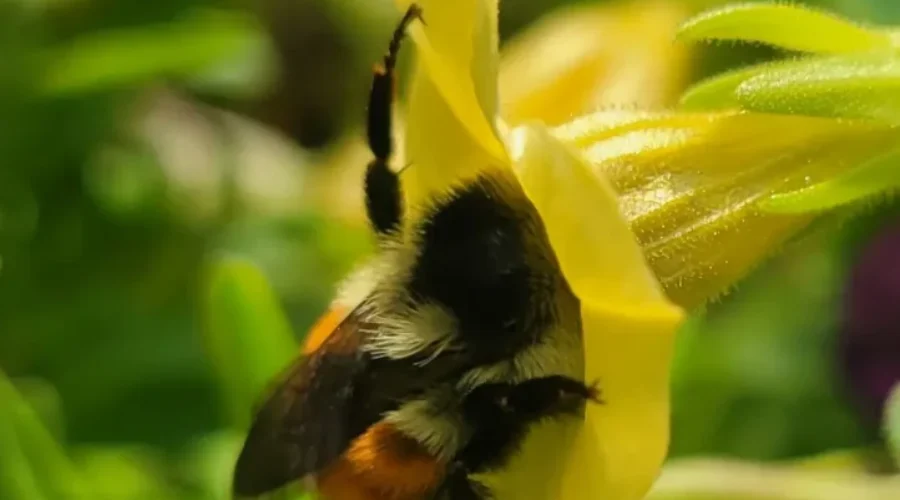 Eagle River Is Buzzing