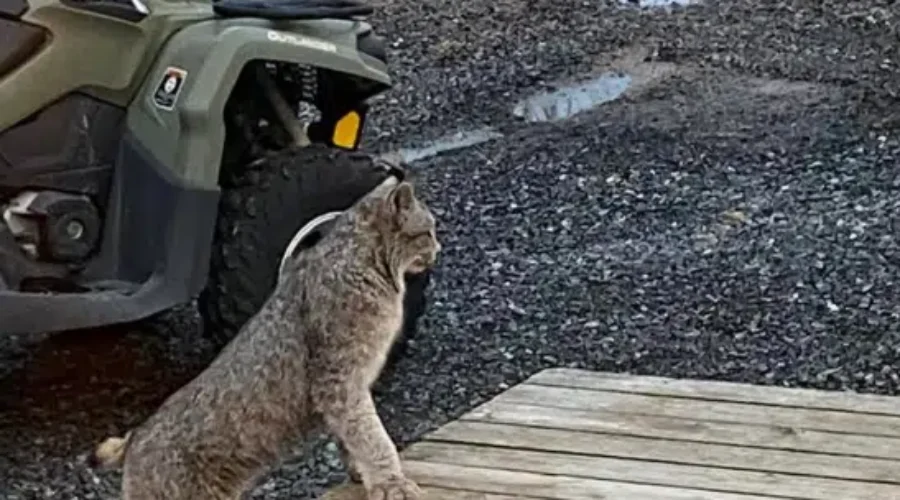 lynx Lynx attack in Sioux Lookout