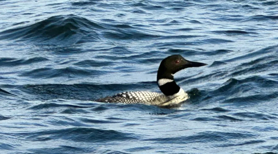 Riding The Waves On Eagle Lake