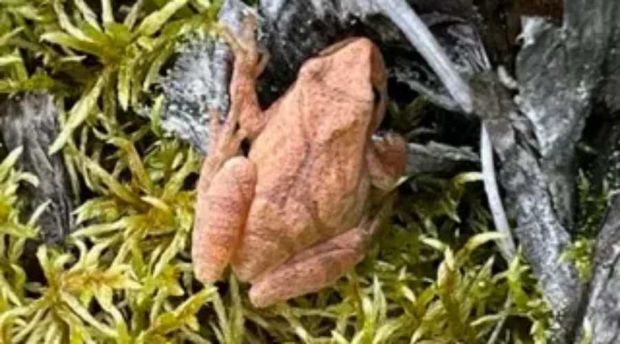 ribbet-dryden-area-out-berry-picking-and-bill-found-this-brown-frog-ive-never-seen-one-around-kandiss-birnie Ribbet