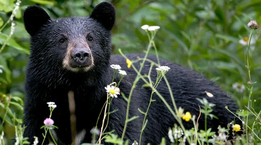 Bears spotted in northwestern Ontario communities