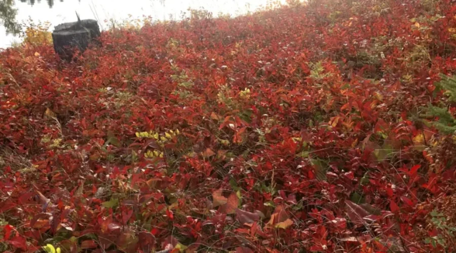 A Sea Of Red – Eagle River