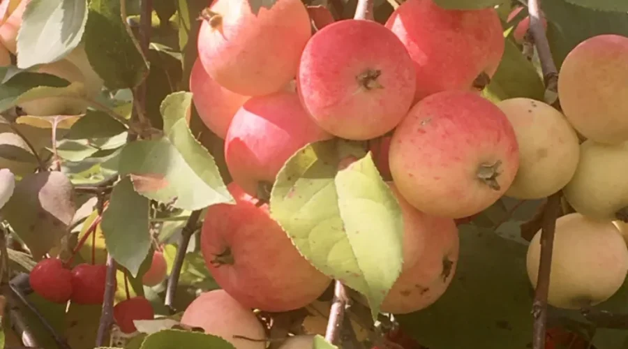 Eagle River Apples