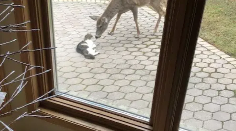 ‘Bender’ The Cat And A ‘Dear’ Friend