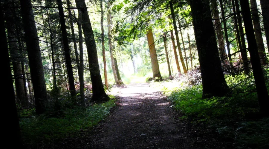 Bigfoot spotted in Minnesota