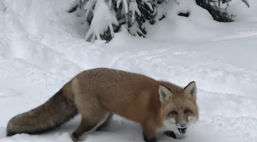 Close Encounter In Red Lake