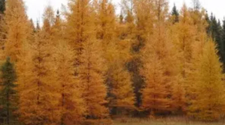 Colorful Tamaracks
