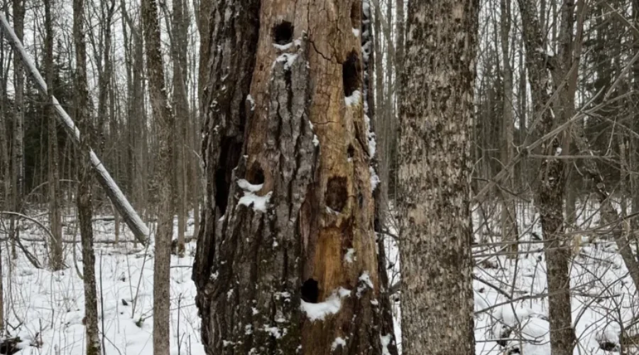 Woodpecker Sculpture