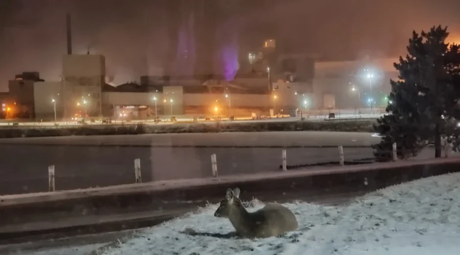 Enjoying the Dryden Mill Lights