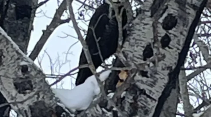 Pilated Woodpecker – Dryden