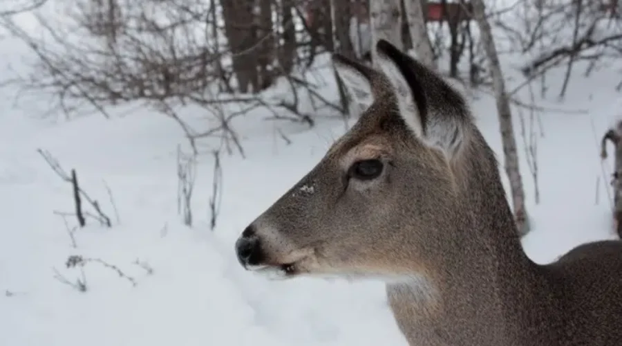 deer-winter-4 Mild winter impacting wildlife