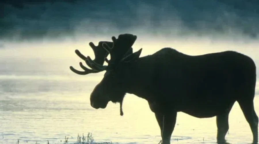 Mom Scolds Moose in Alaska