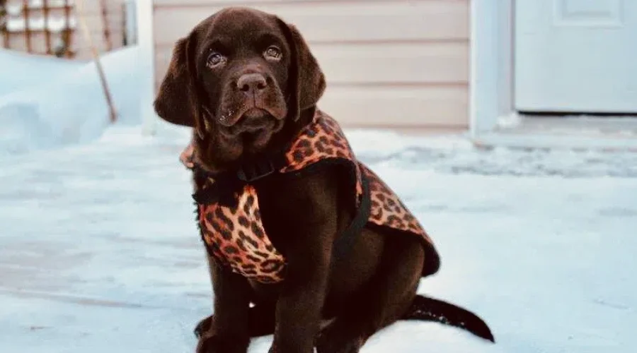 ‘Wilbur’ Wants More Snow For Sunset Country