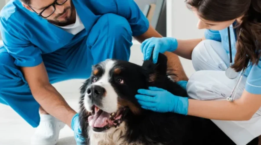 CVMA turns to feds as Veterinarian shortage continues