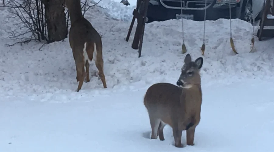 deer-in-backyard-march-2019-7-scaled-1 Dryden council looks at how to curb the urban deer population