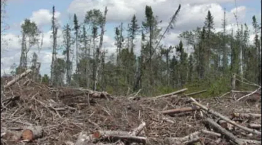 forest-biomass-1 More money to support biomass projects