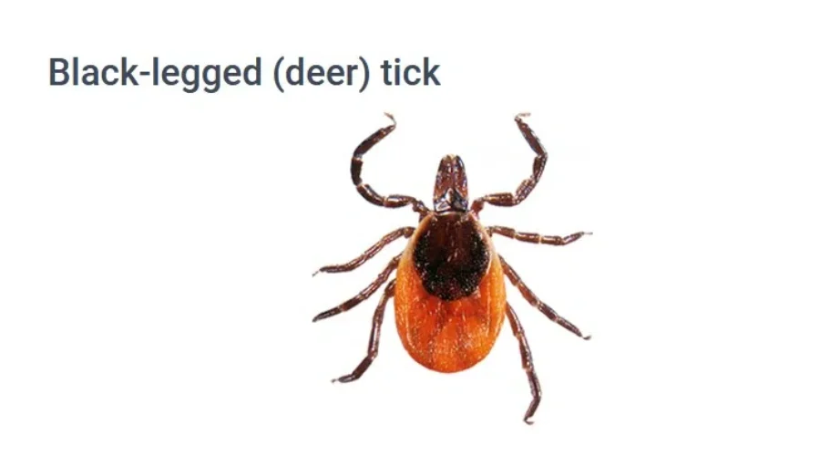 nwhu-black-legged-tick-1 ‘Bumper crop of ticks’ – Dr. Ken Deacon