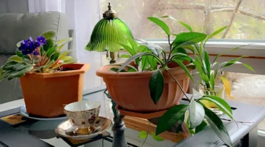 Tea Time With The Indoor Plants