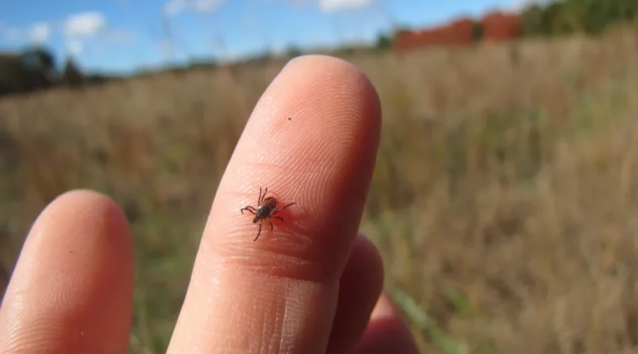 deer-tick-photo-by-ncc-2 Rising temperatures signal the arrival of tick season