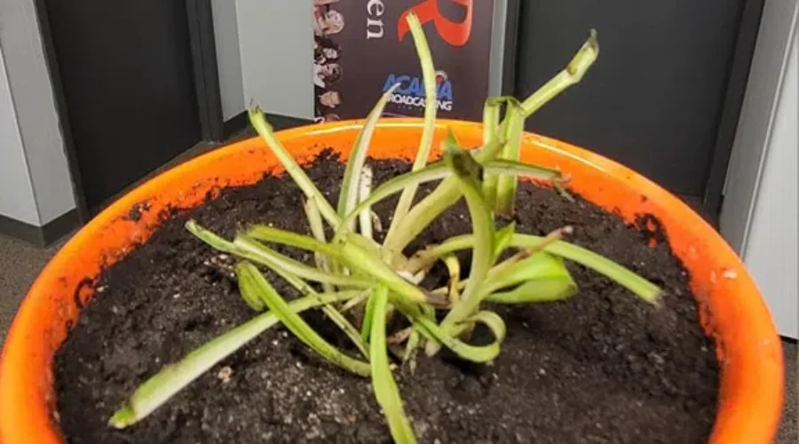 Help us Name our Newest Office Member!