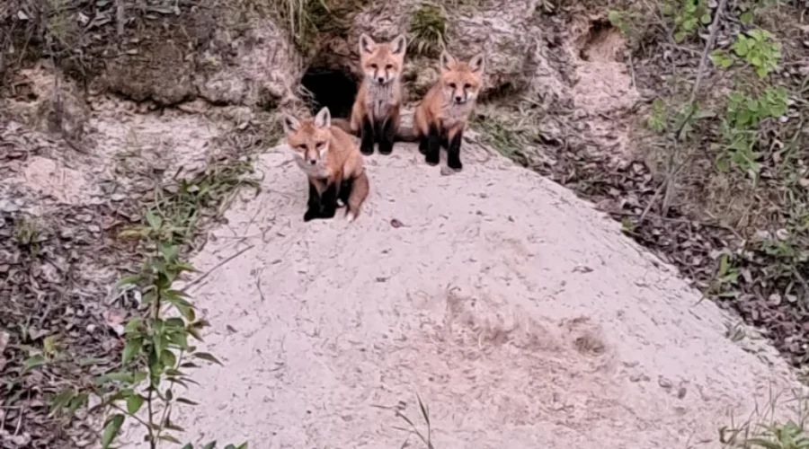 Baby Foxes