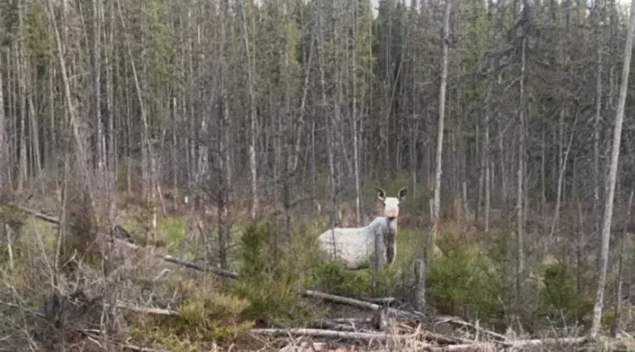 cover-1 Spirit Moose