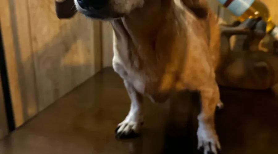 dog-1 Happy Birthday Heidi!!