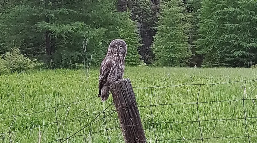 Great Gray Owl