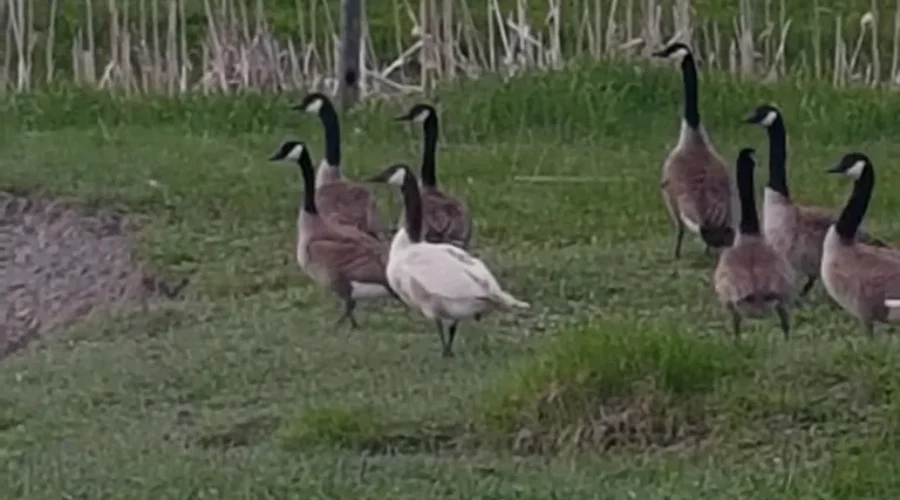 how-to-stick-out-in-a-crowd-photo-submitted-by-william-kriese-a-leucistic-canada-goose-1 How To Stick Out In A Crowd