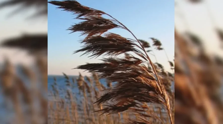 phragmite-invasive-species-centre More funding to deal with invasive species