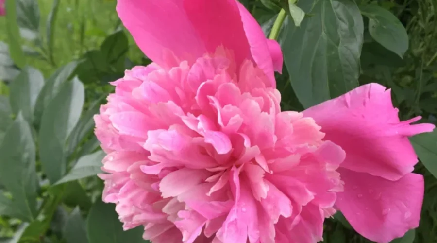 Eagle River Peony