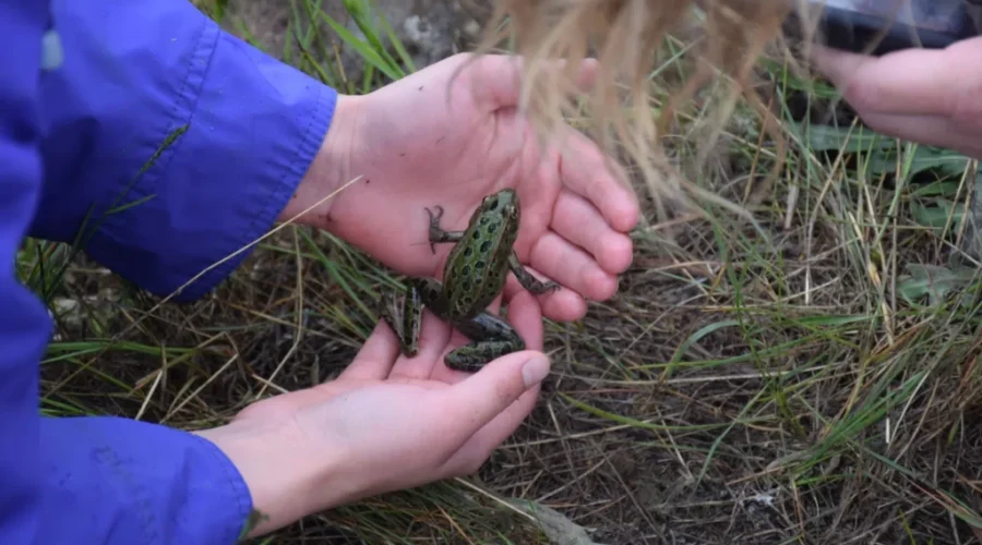 frog Backyard BioBlitz is back after 4 years of big success