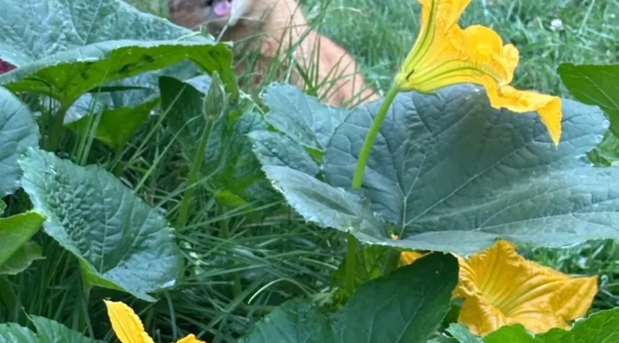 Growing Pumpkins In Oxdrift