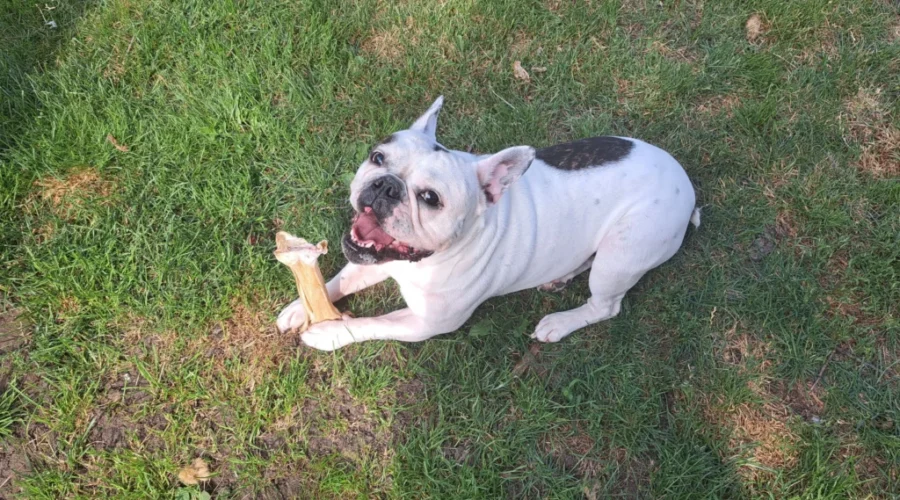 pepper-2-scaled-1 Canada should be exempt from U.S. dog rules: minister