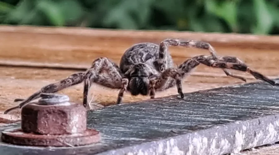 Spidey