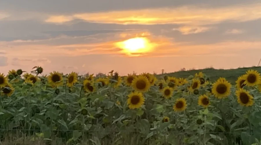 Sunflowers in Oxdrift