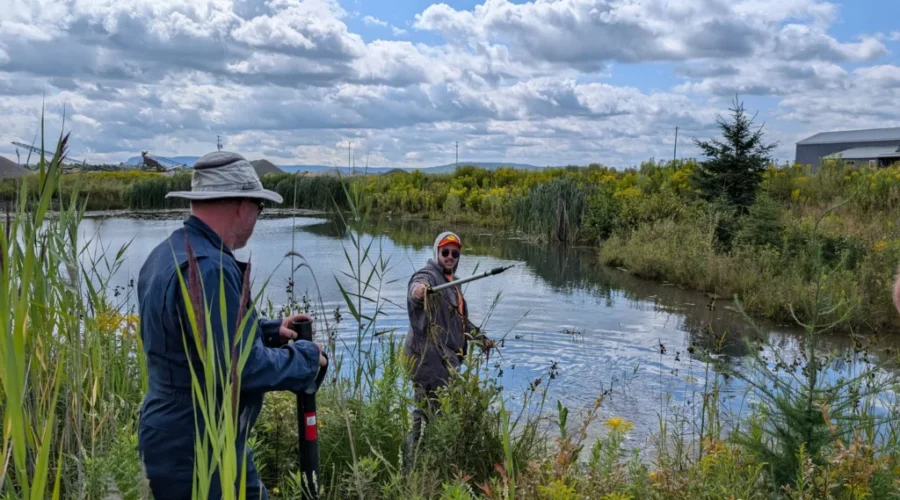 Funding to combat invasive plant coming to the region