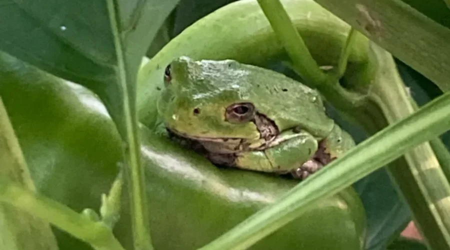 Be Careful What You’re Picking!