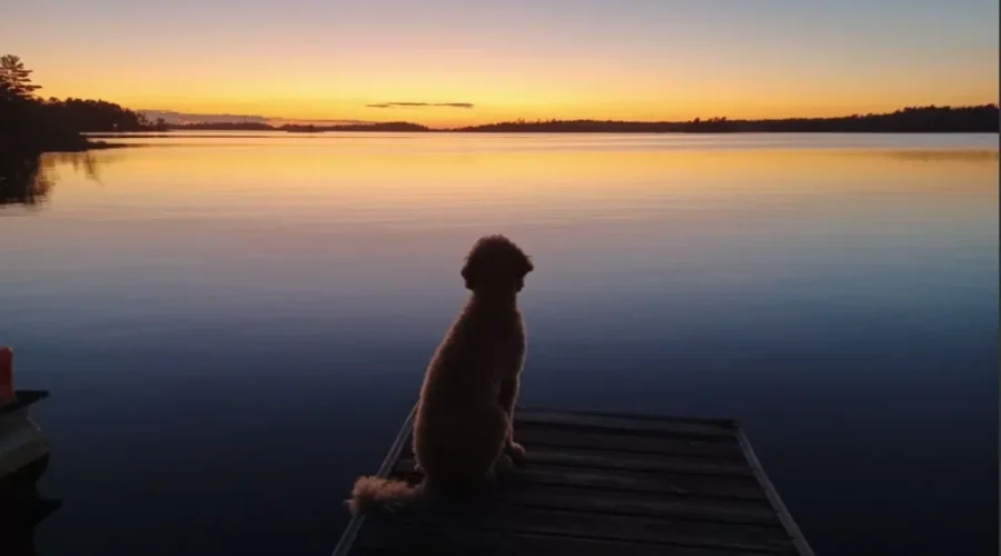 microsoftteams-image-86 Gussy the Romantic