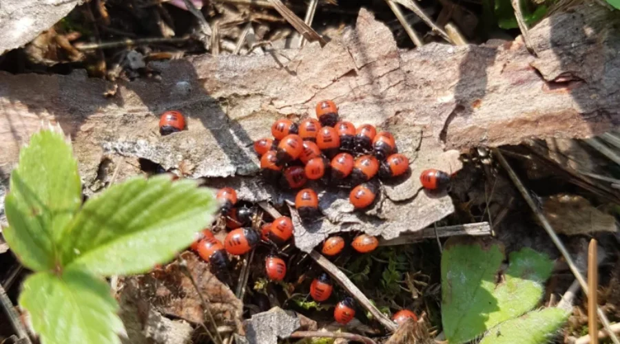 White-Margined Burrower Bugs in the Dryden area