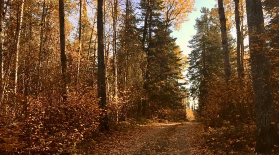 Eagle River Fall Gold