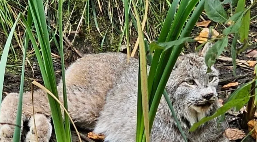 A Kitty Is Resting in Wabigoon