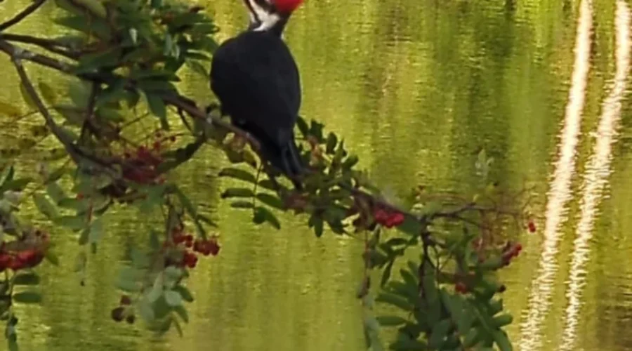 Woodpecker on Eagle River