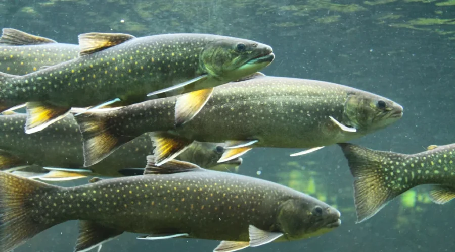 Ontario investing in fish conservation efforts